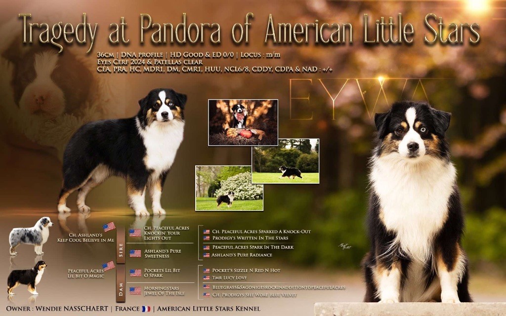 Tragedy at pandora Of American Little Stars