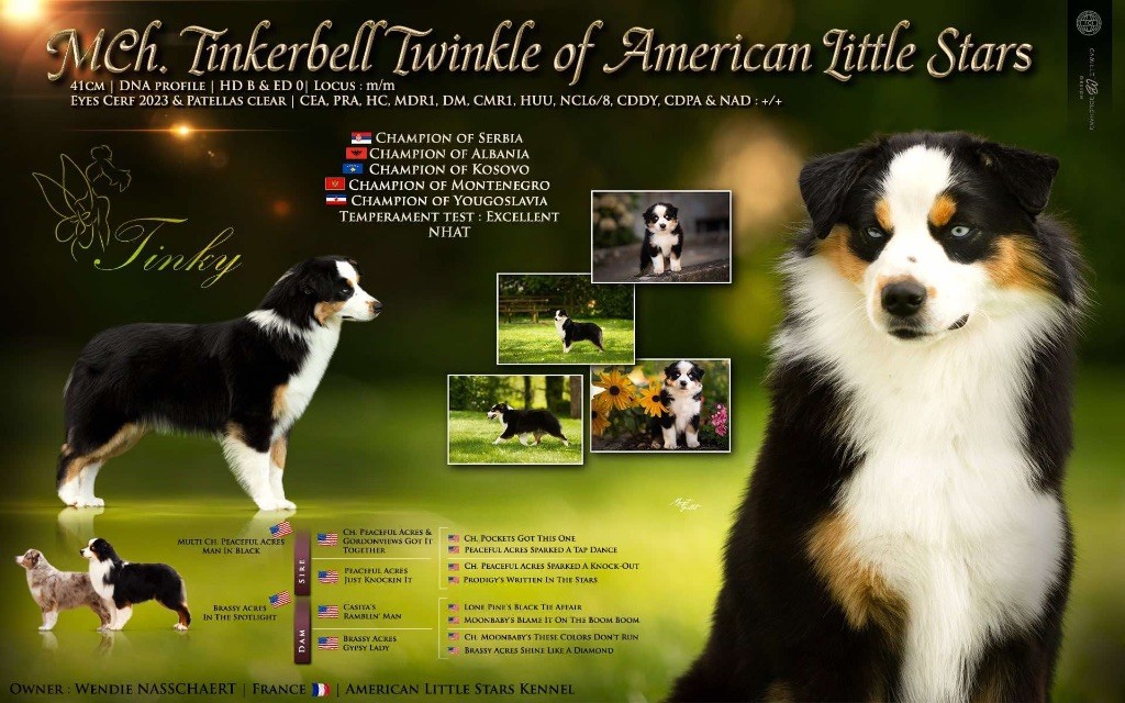 CH. Tinkerbell twinkle Of American Little Stars