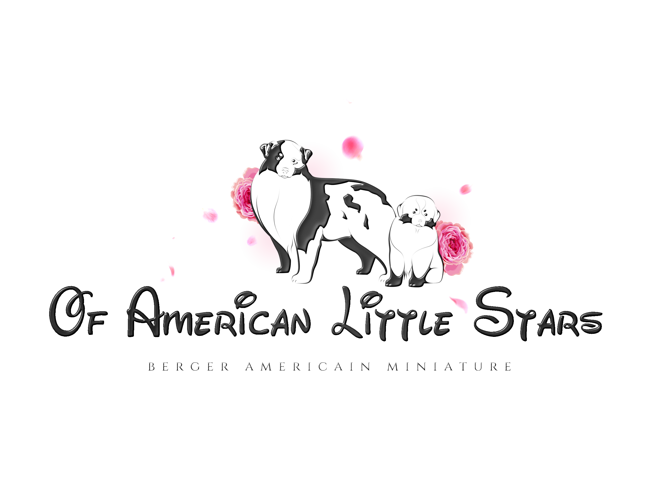 Of American Little Stars