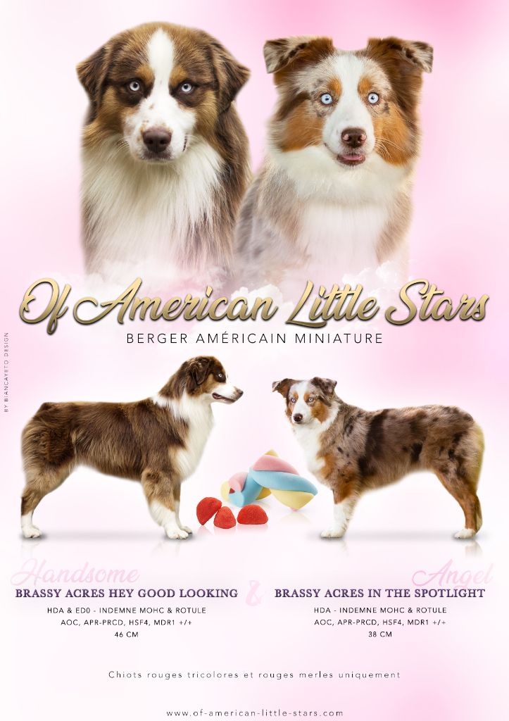 Of American Little Stars - Berger Américain Miniature  - Portée née le 14/07/2020