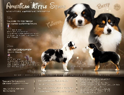 Of American Little Stars - Berger Américain Miniature  - Portée née le 14/06/2023