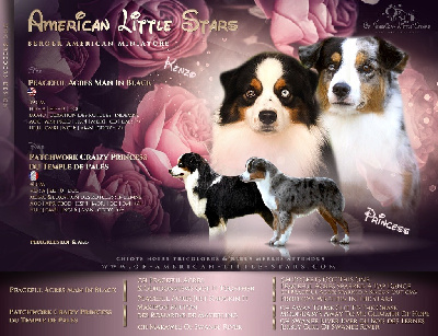 Of American Little Stars - Berger Américain Miniature  - Portée née le 15/03/2023
