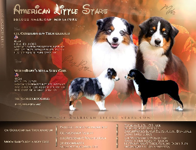 Of American Little Stars - Berger Américain Miniature  - Portée née le 22/03/2022
