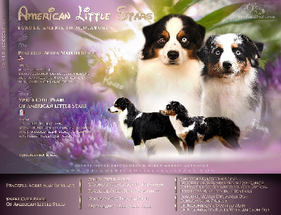 Of American Little Stars - Berger Américain Miniature  - Portée née le 01/12/2022