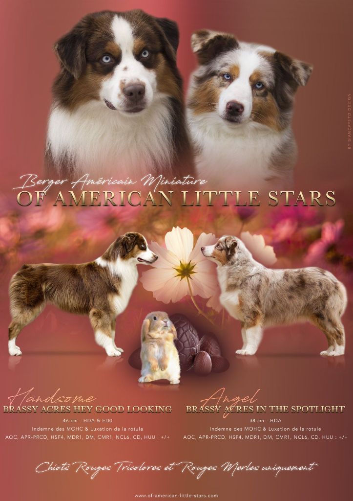 Of American Little Stars - Berger Américain Miniature  - Portée née le 06/05/2021